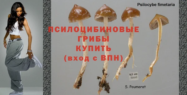 стафф Новодвинск