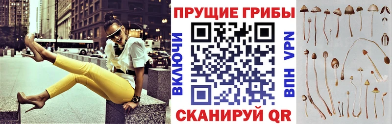 Галлюциногенные грибы мицелий  купить закладку  Новоузенск 